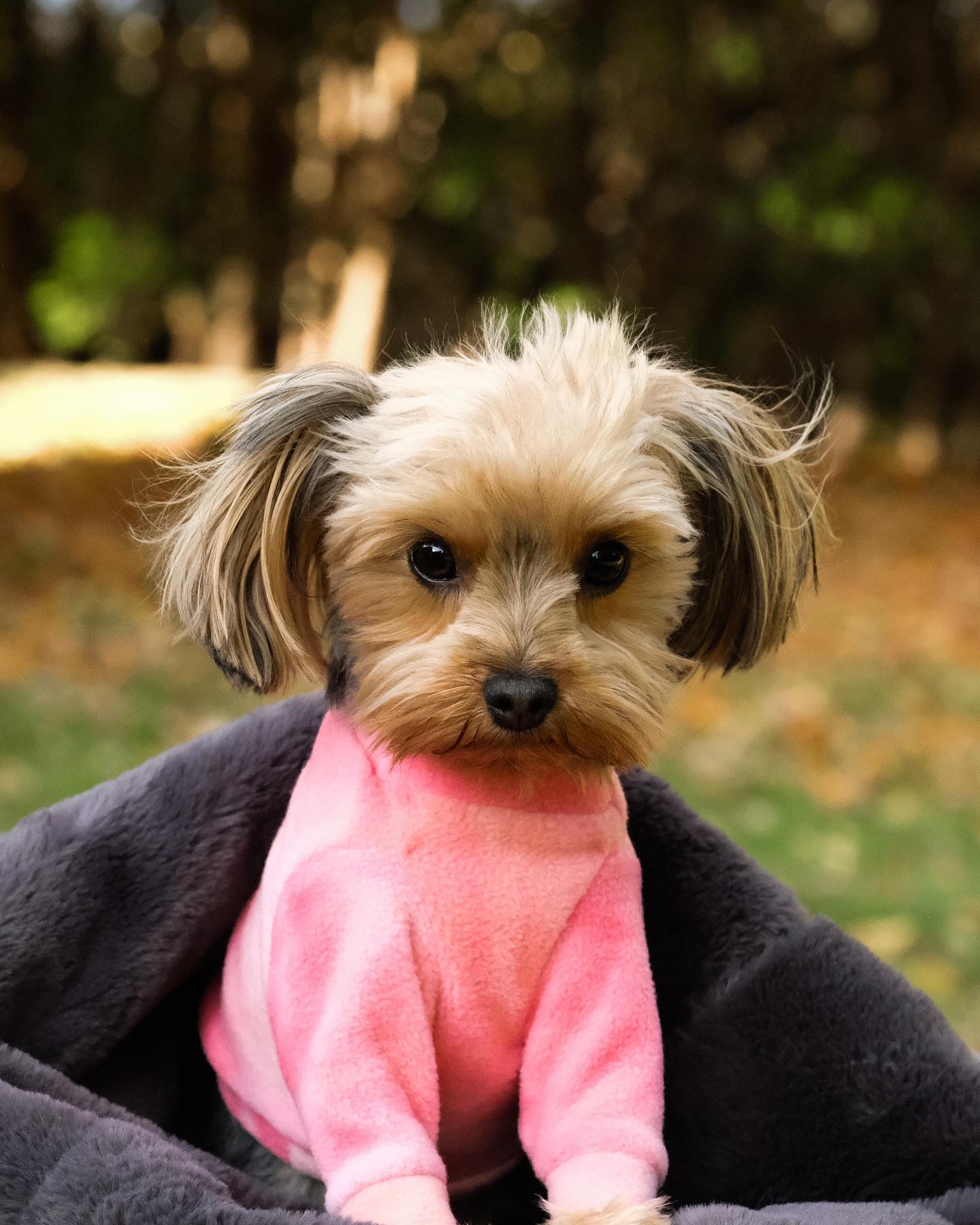 Chandail polar pour chien cotton candy