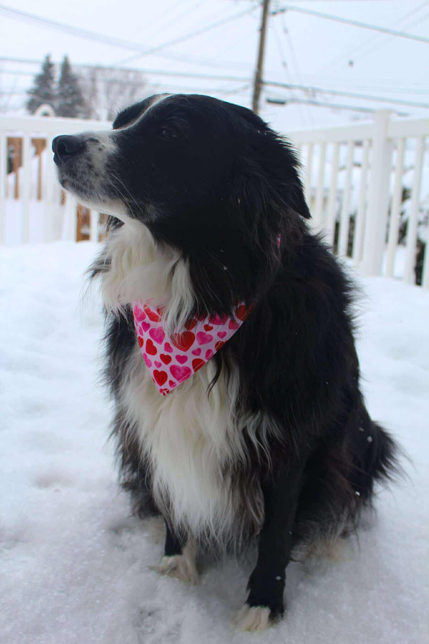 Foulard pour chien Valentine
