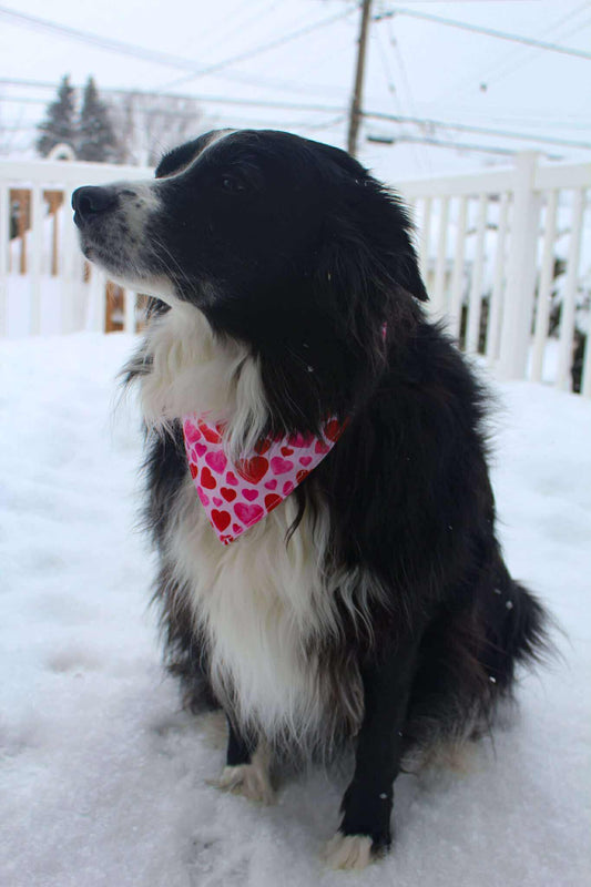 Foulard pour chien Valentine