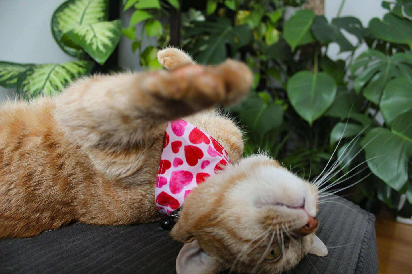 Foulard pour chat Valentine