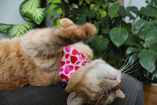 Foulard pour chat Valentine