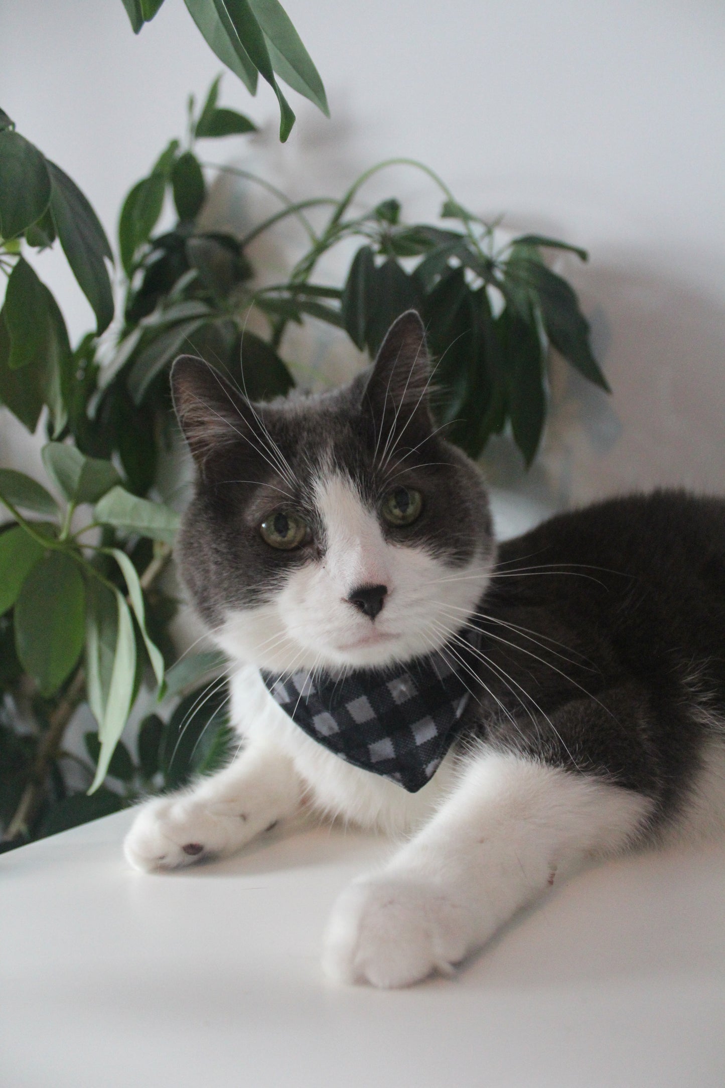 Foulard pour chat Minuit