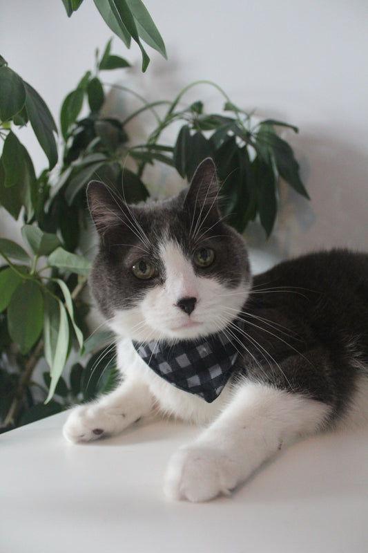 Foulard pour chat Minuit