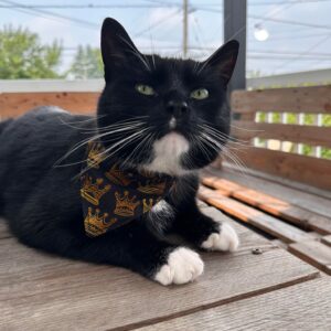 foulard couronnes pour chat
