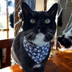 Foulard chat Bandit du Fjord