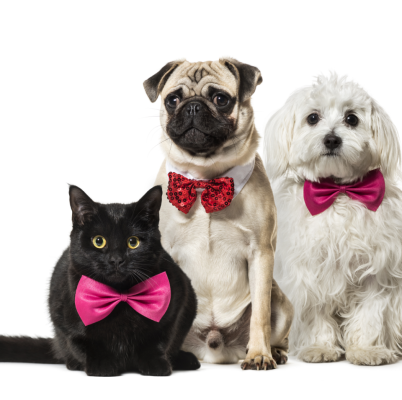 mixed-breed-cat-pug-red-bow-tie-sitting-maltese-dog